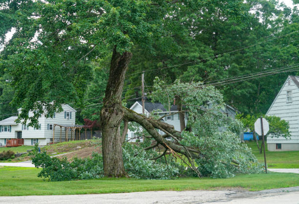 Best Palm Tree Trimming  in Bressler, PA